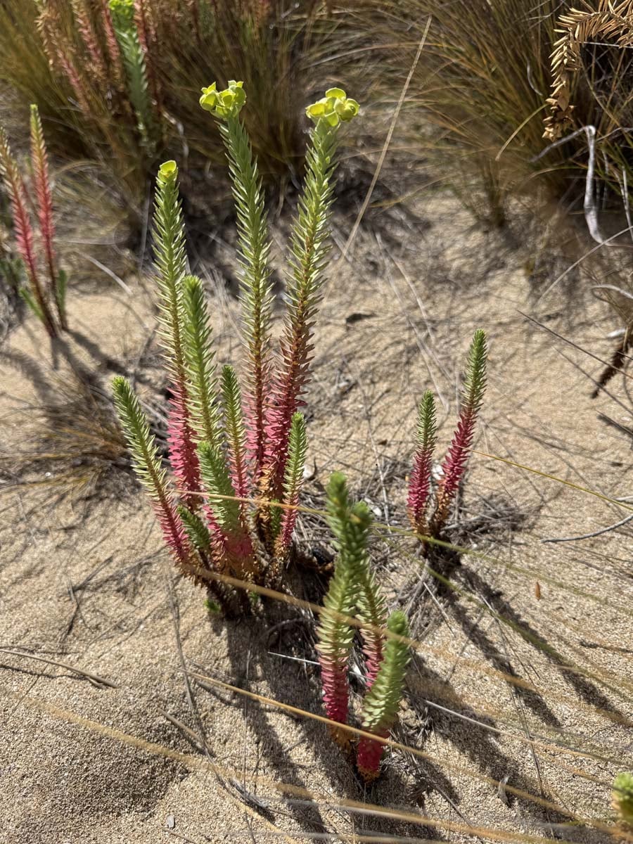 Allports and cave beach 7