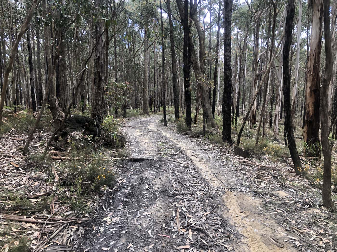 Anderson mill walking track (1)