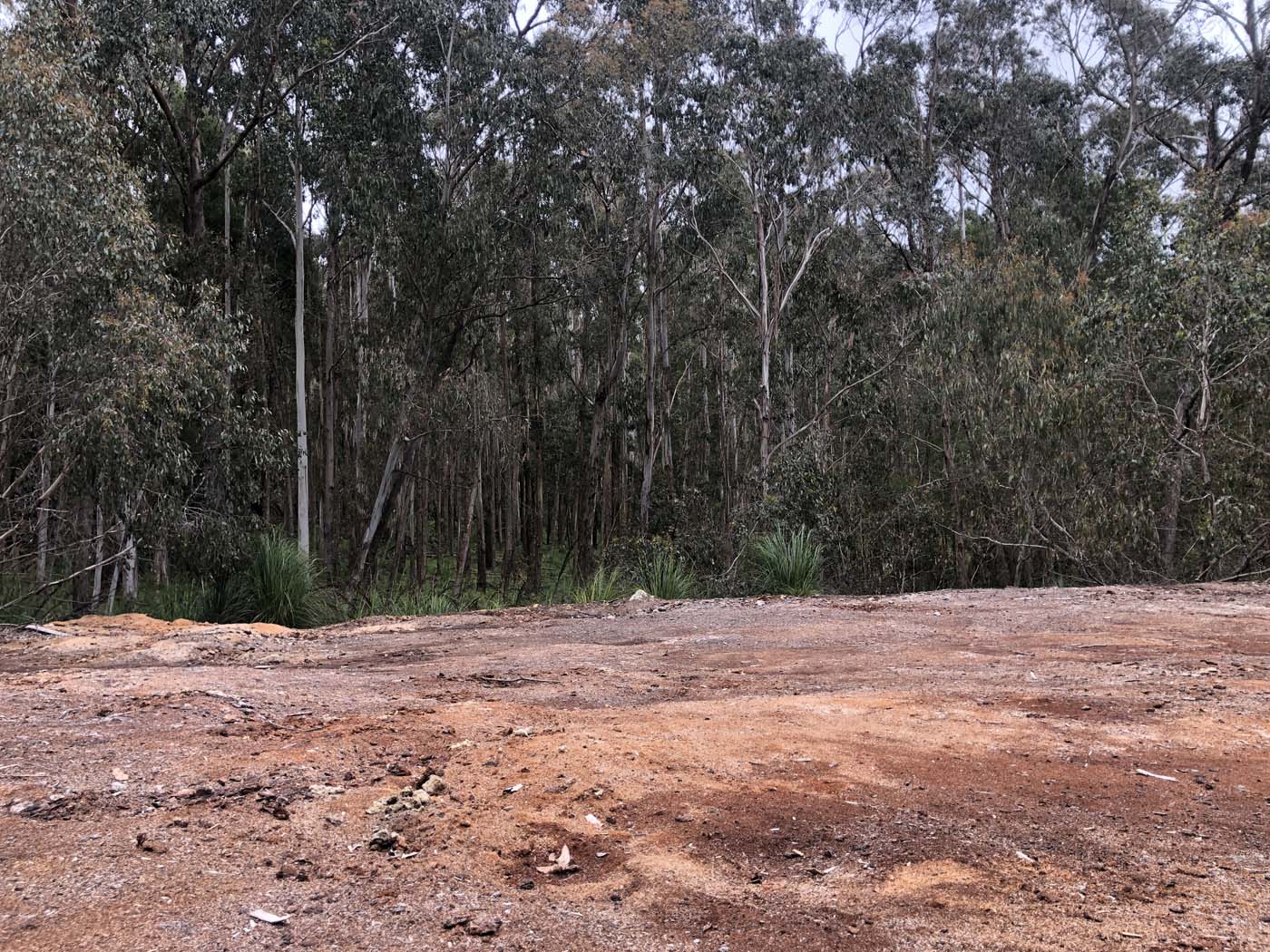 Anderson mill walking track (11)