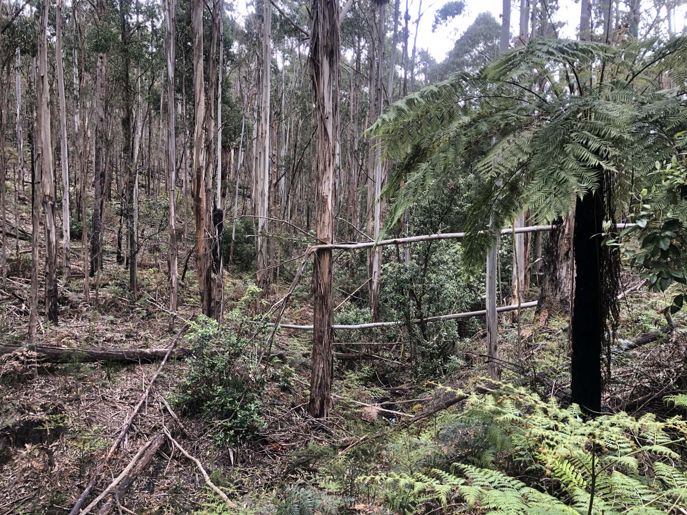 Anderson mill walking track (3)