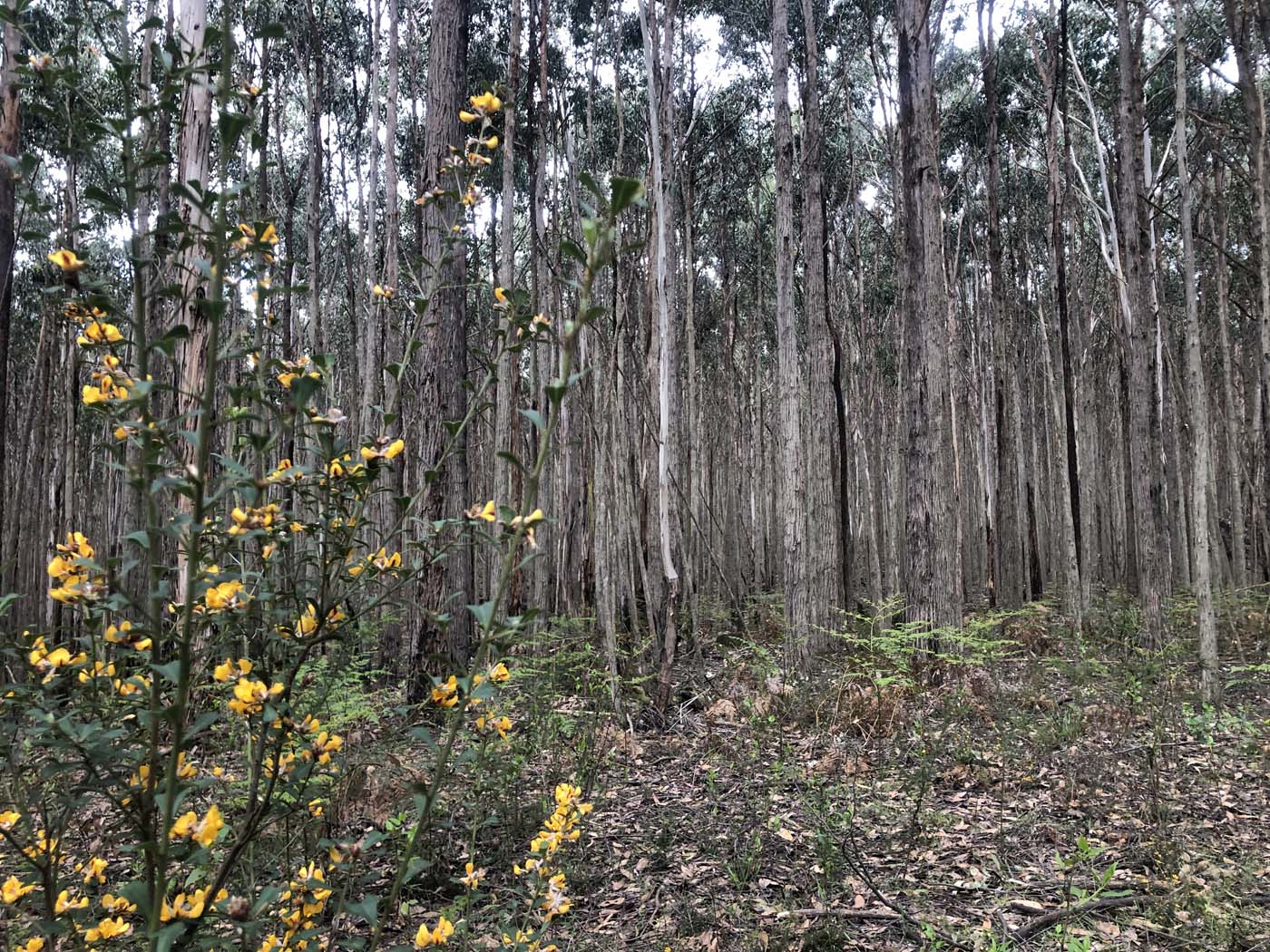 Anderson mill walking track (4)