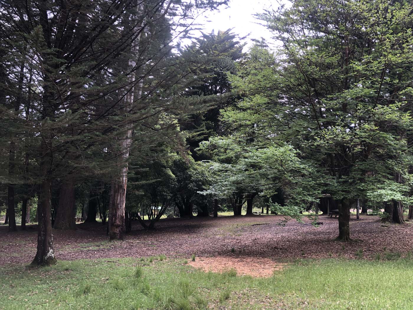 Anderson mill walking track (5)