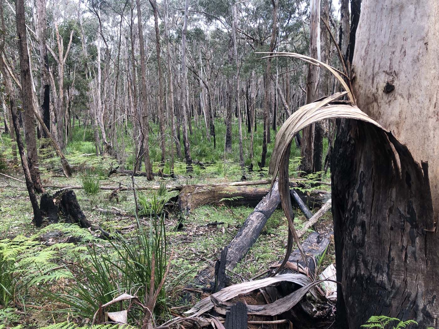 Anderson mill walking track (6)