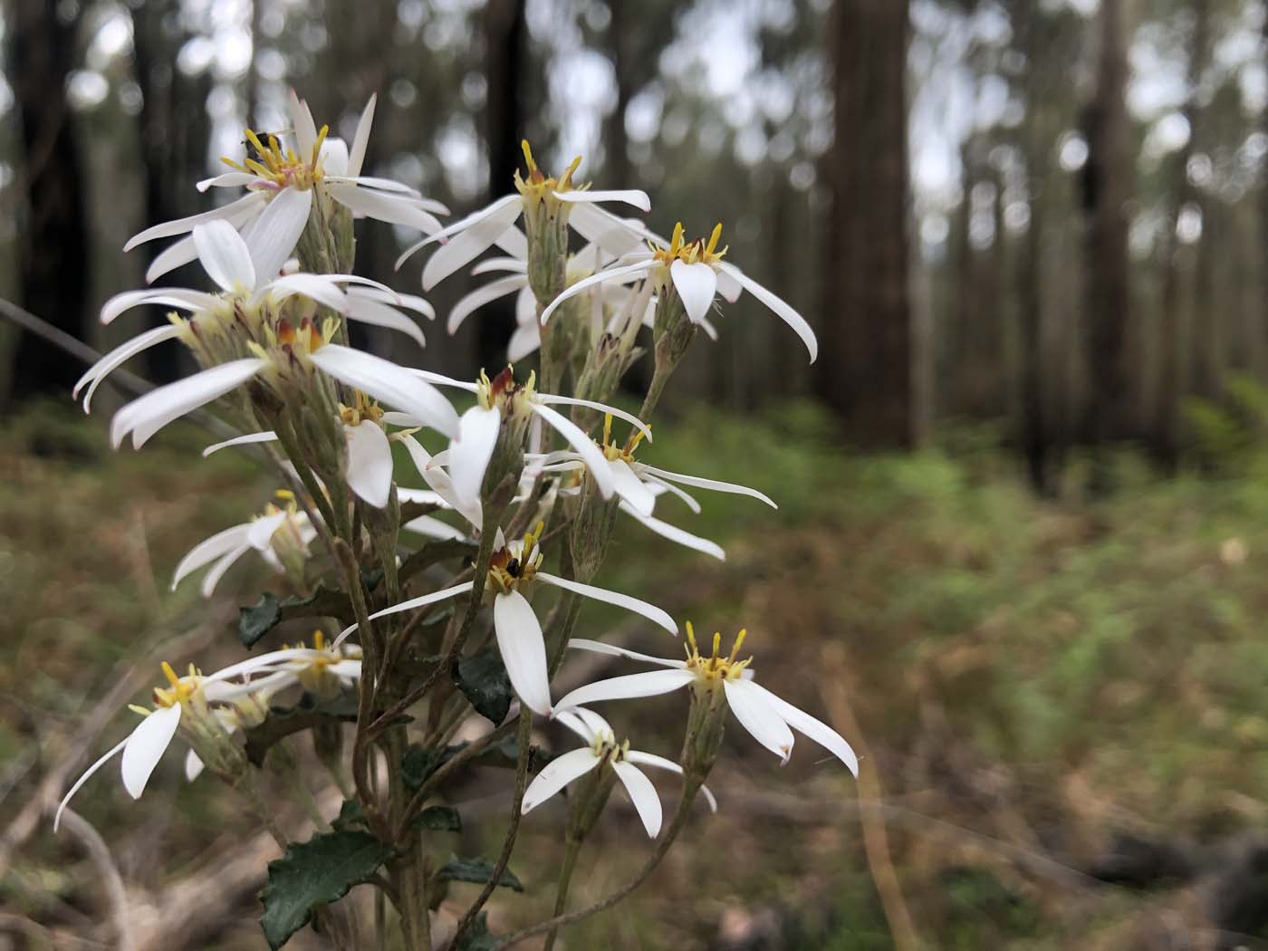 Anderson mill walking track (7)