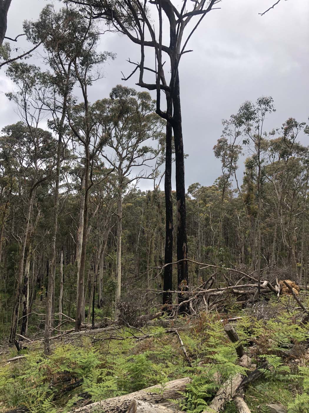 Anderson mill walking track (8)