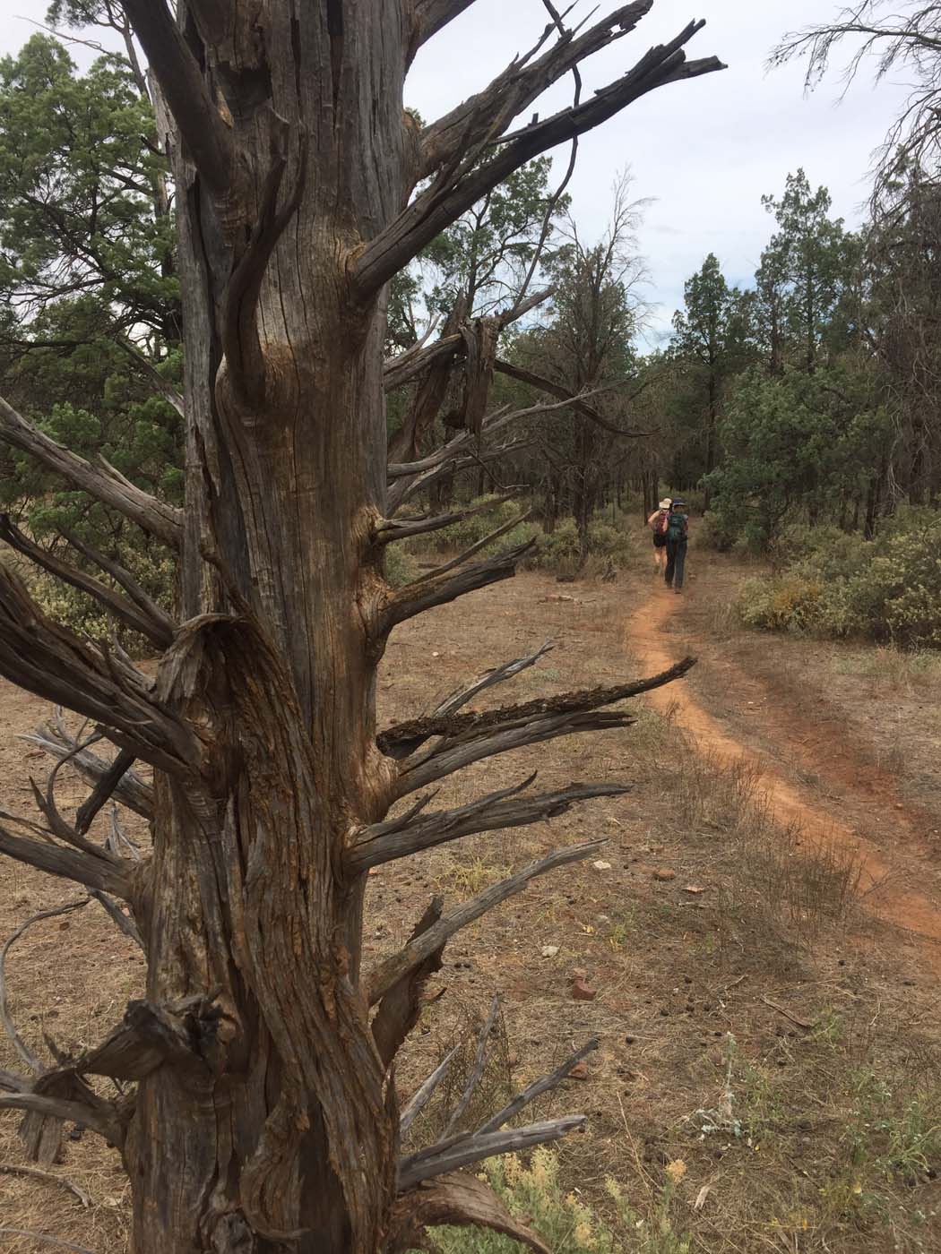 Haywards hike 6