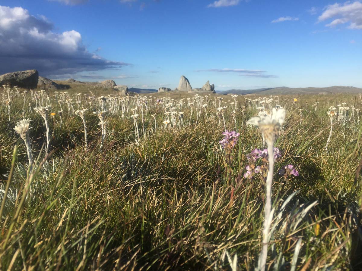 Australia's eleven highest peaks hike 73