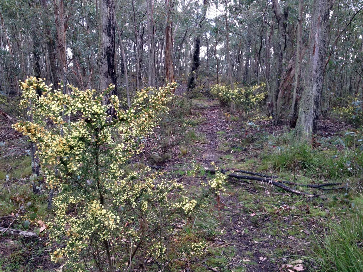 Bears head circuit hike 12