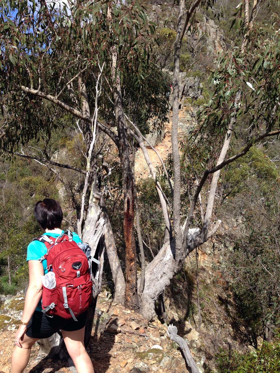 Bears head circuit hike 14