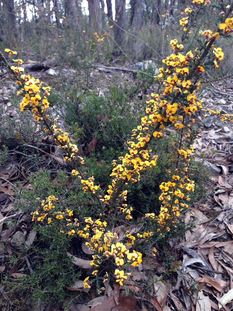 Bears head circuit hike 18