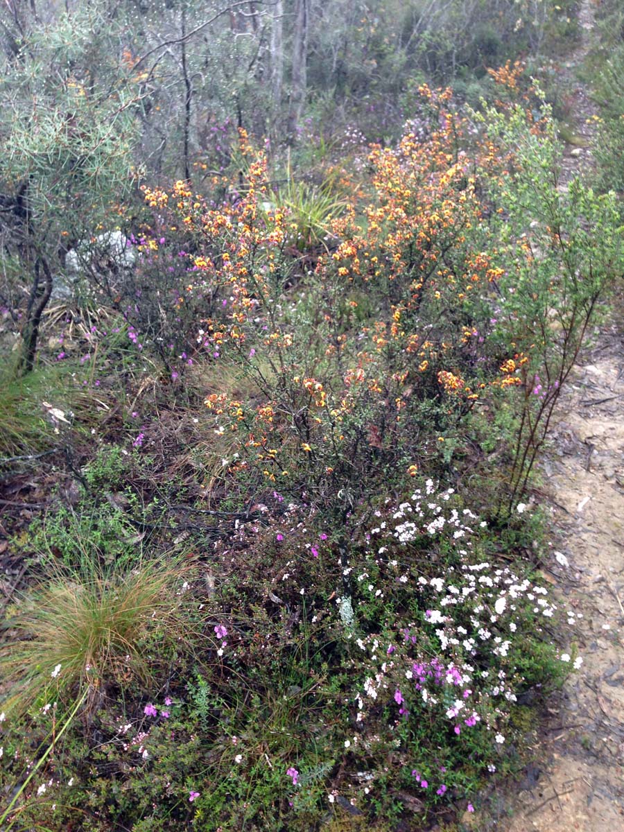Bears head circuit hike 20