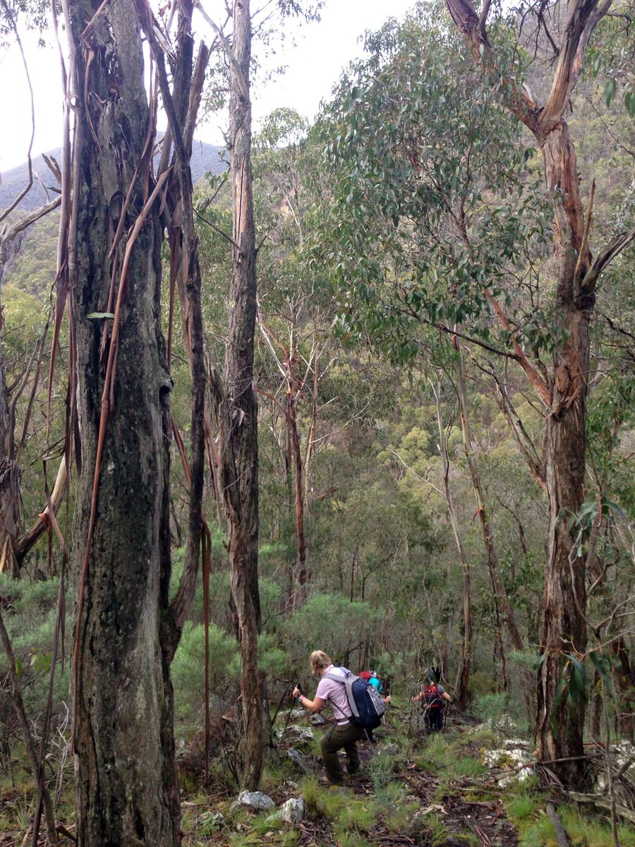 Bears head circuit hike 22