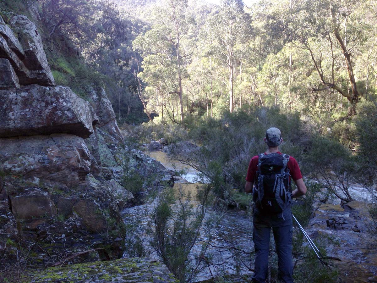 Bears head circuit hike 26
