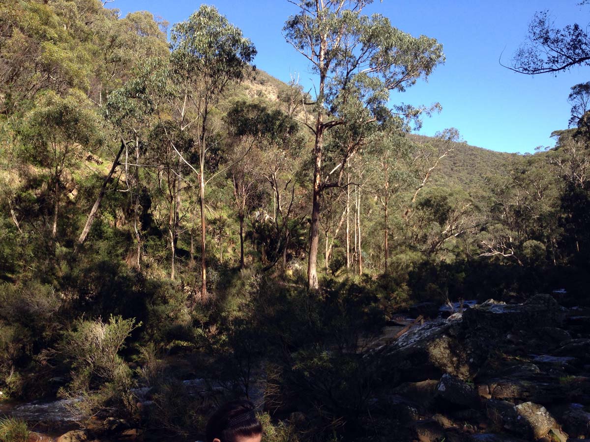 Bears head circuit hike 3