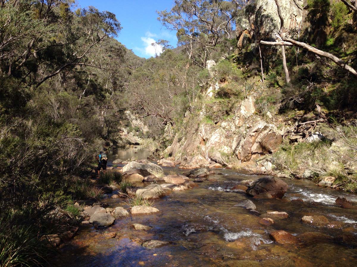 Bears head circuit hike 5