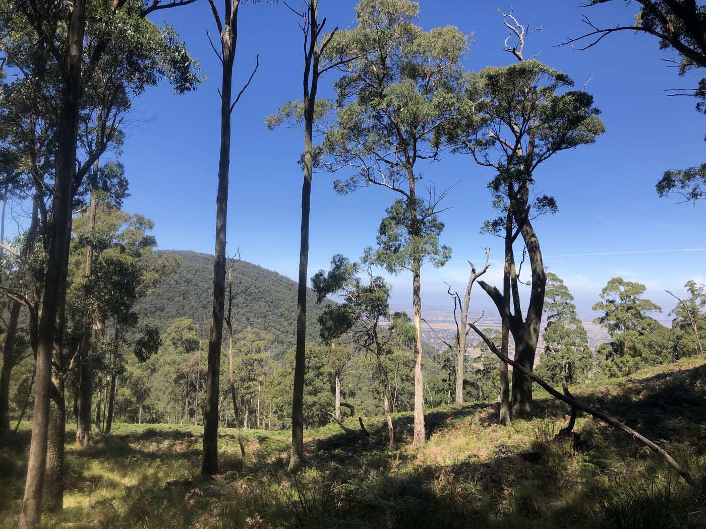 Beeripmo walk victoria (11)