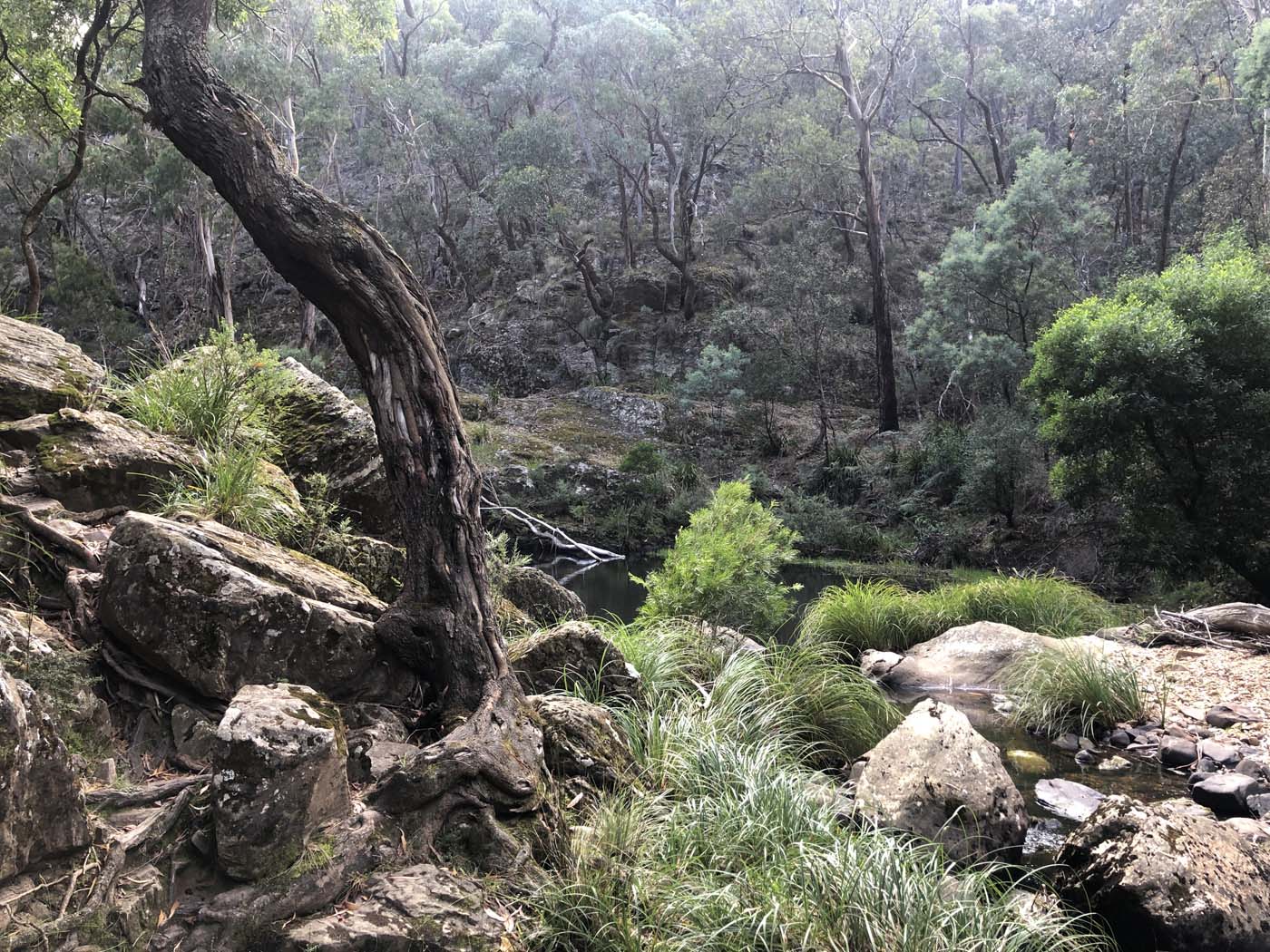 Beeripmo walk victoria (53)