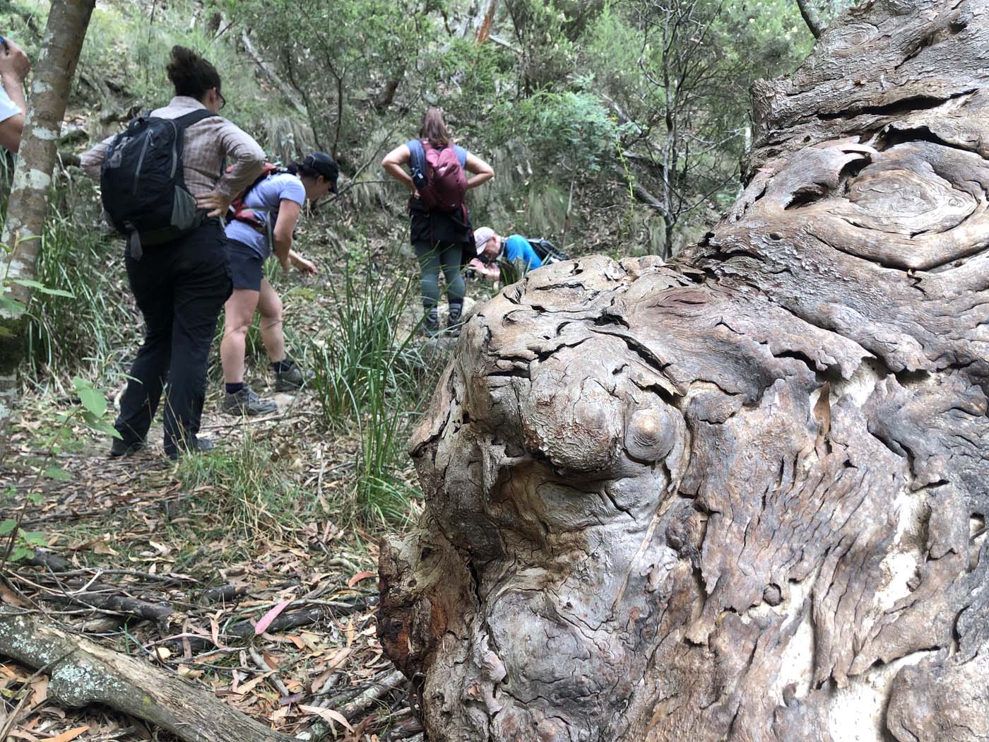 Beeripmo walk victoria (63)