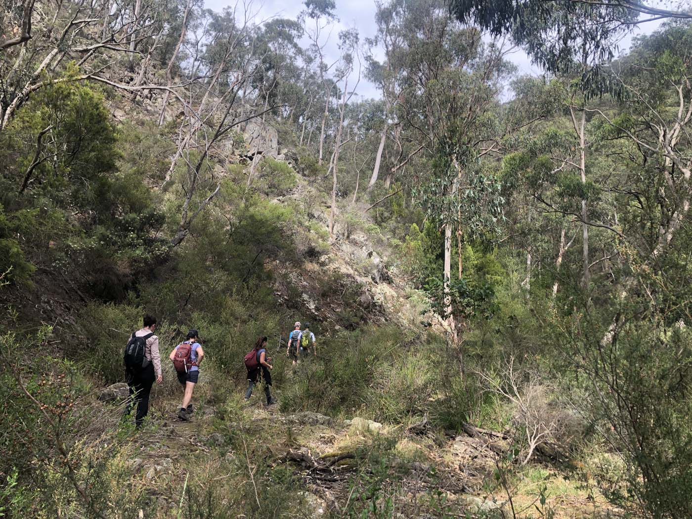 Beeripmo walk victoria (64)