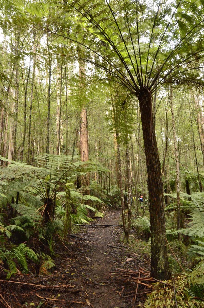 Big pats creek to starlings gap hike 11