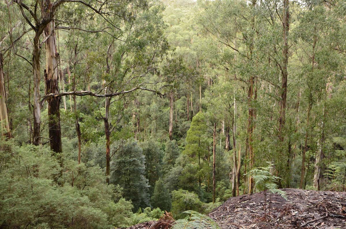 Big pats creek to starlings gap hike 13