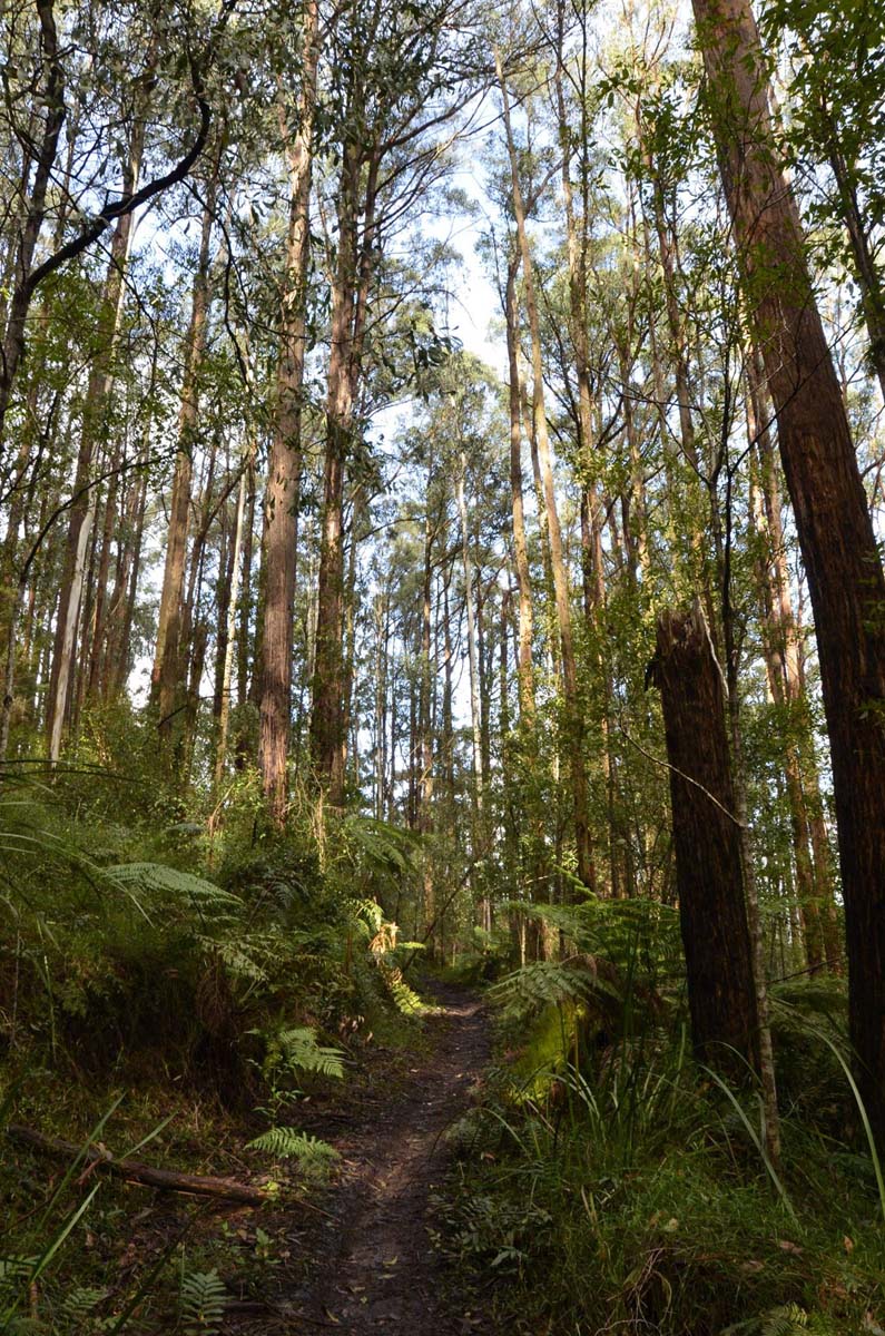 Big pats creek to starlings gap hike 18