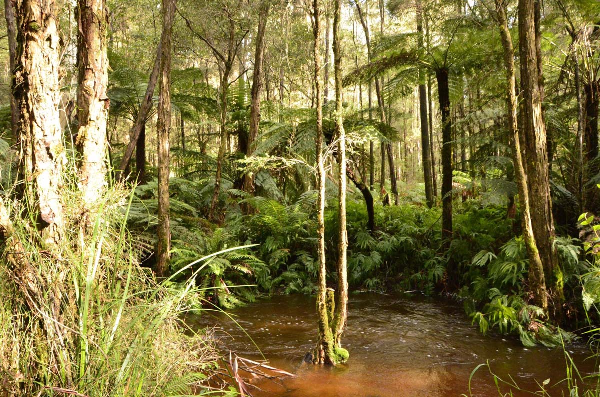 Big pats creek to starlings gap hike 22