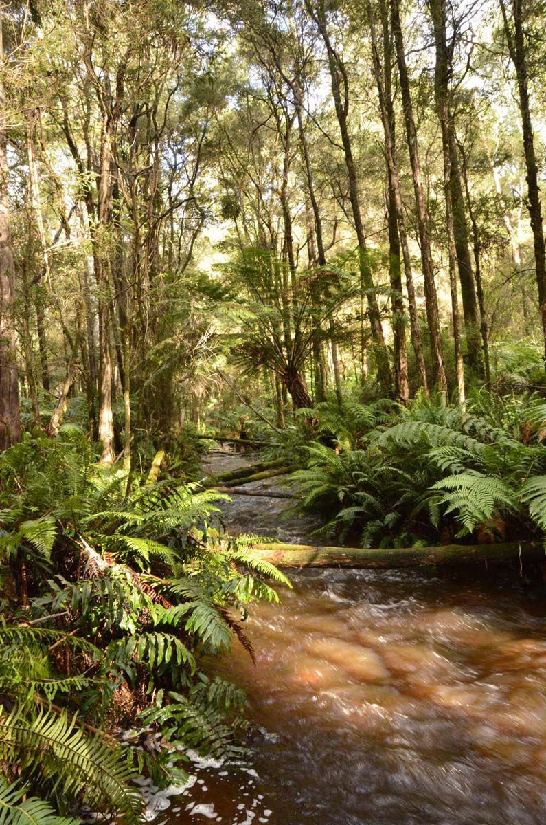 Big pats creek to starlings gap hike 4