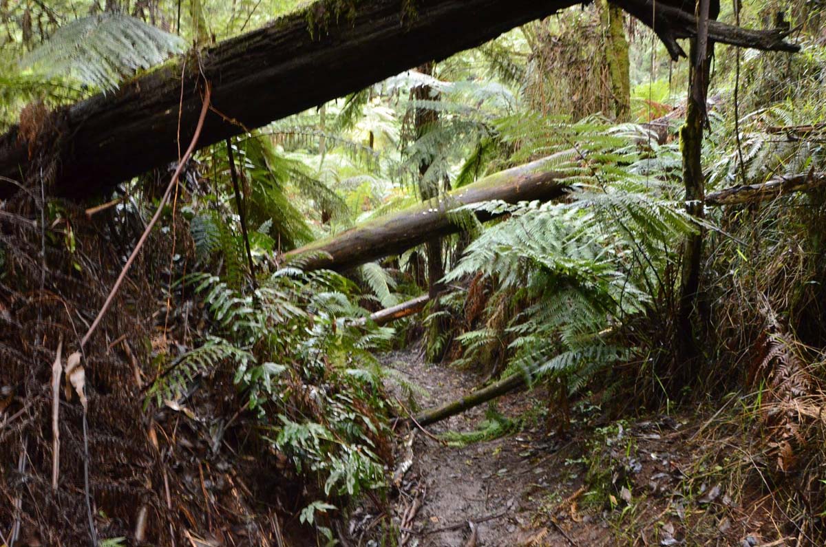 Big pats creek to starlings gap hike 6