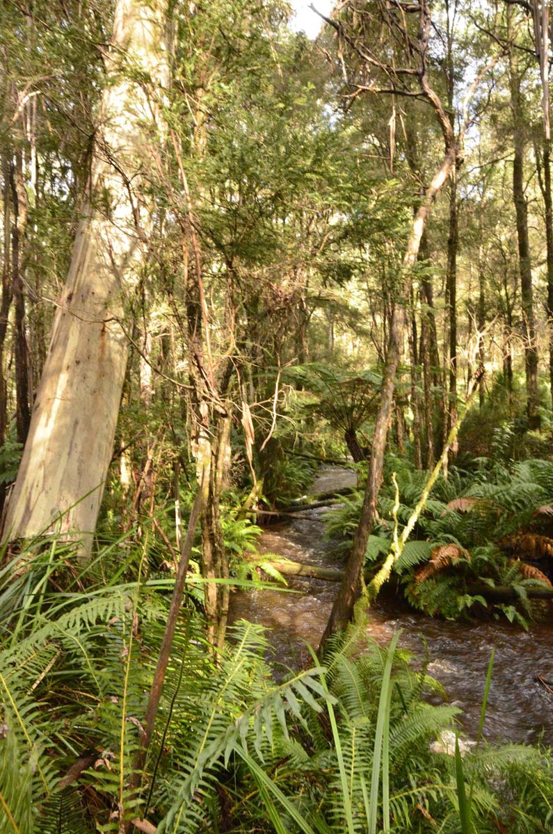 Big pats creek to starlings gap hike 7