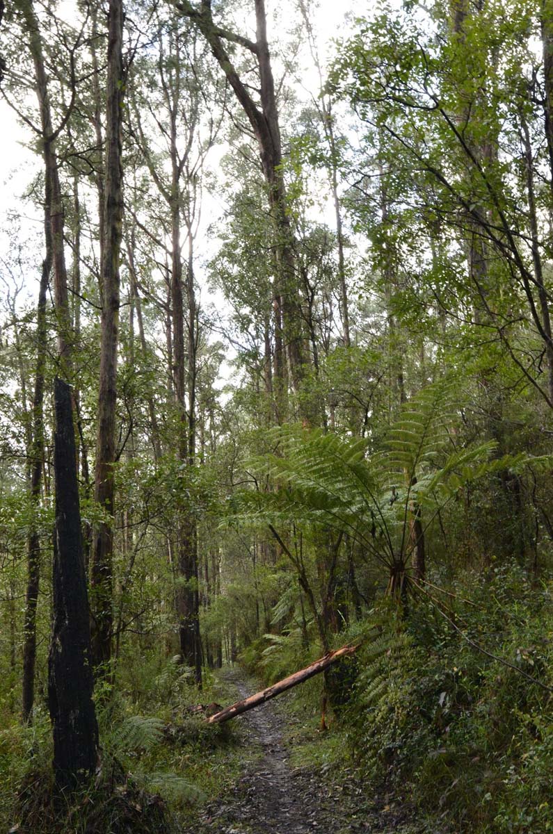 Big pats creek to starlings gap hike 8
