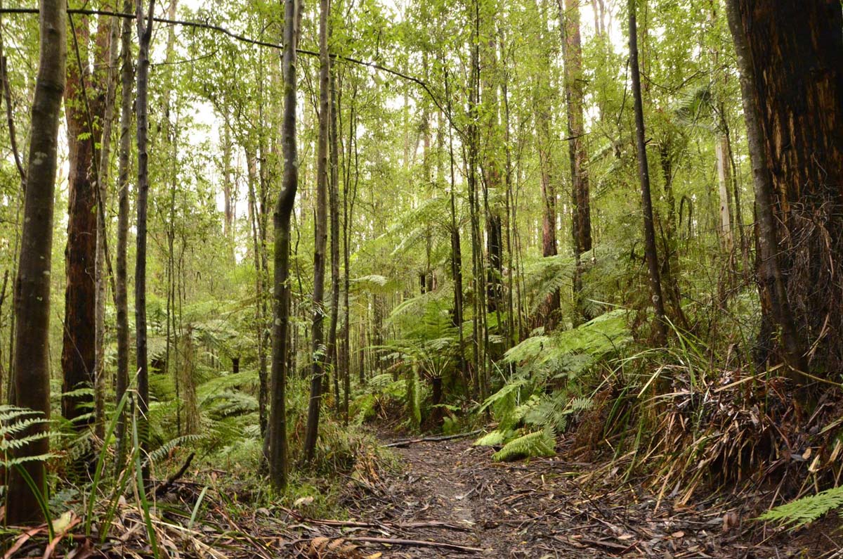 Big pats creek to starlings gap hike 9