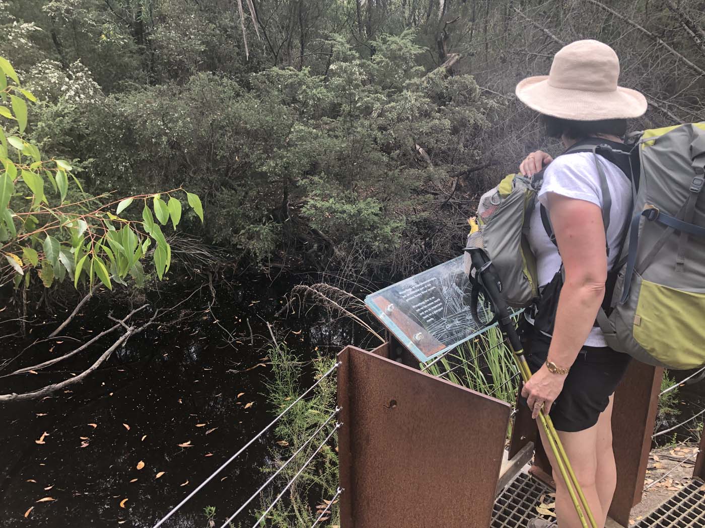 Black swamp circuit hike (6)