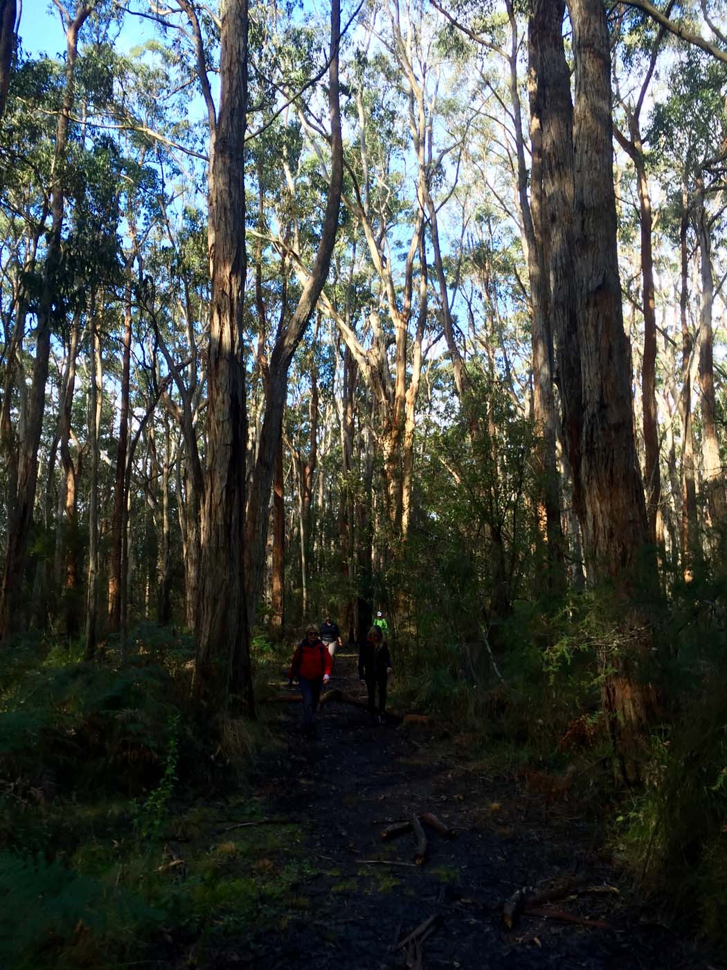 Blanket bay to cape otway (37)