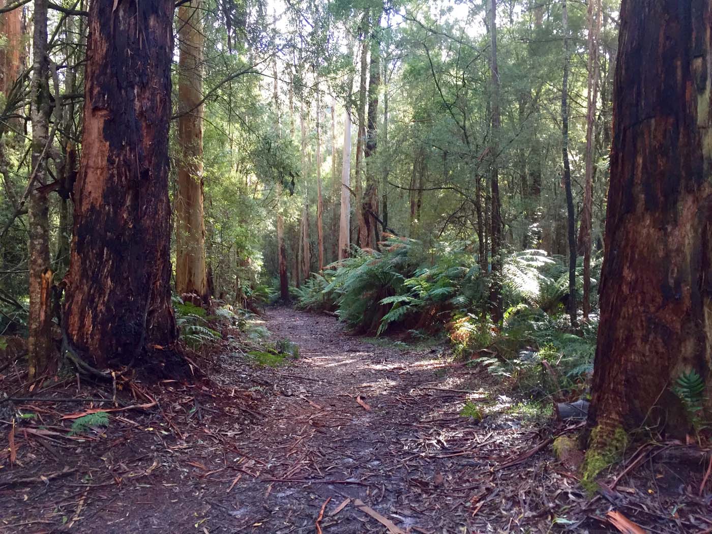 Blanket bay to cape otway (38)