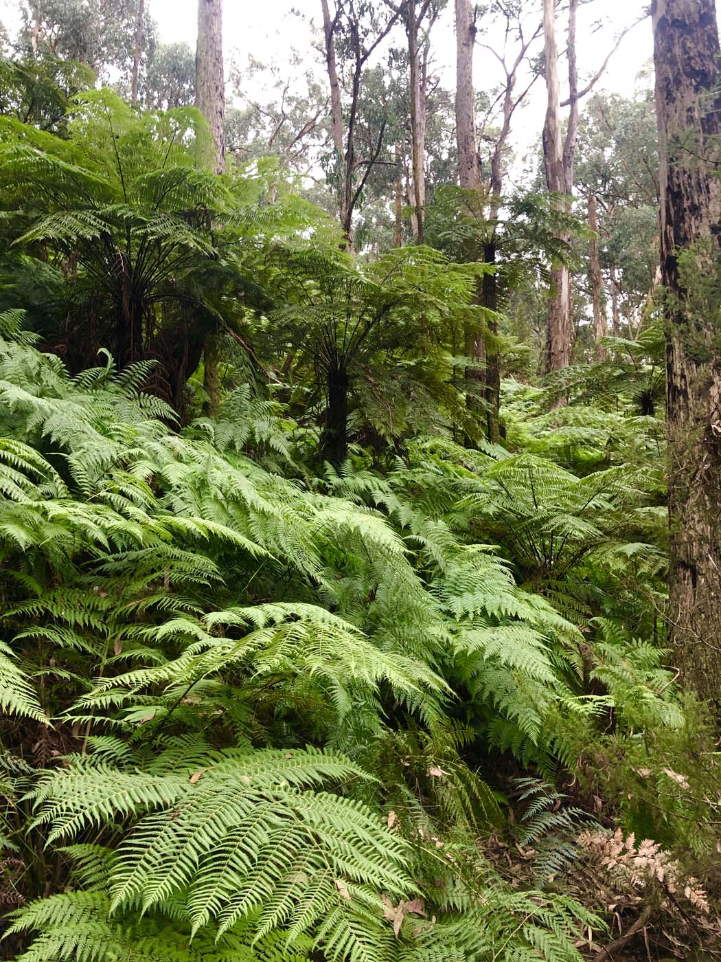 Blue gum loop hike (11)