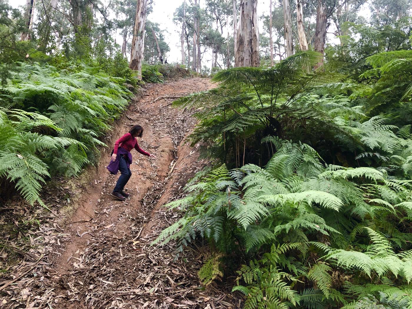 Blue gum loop hike (12)