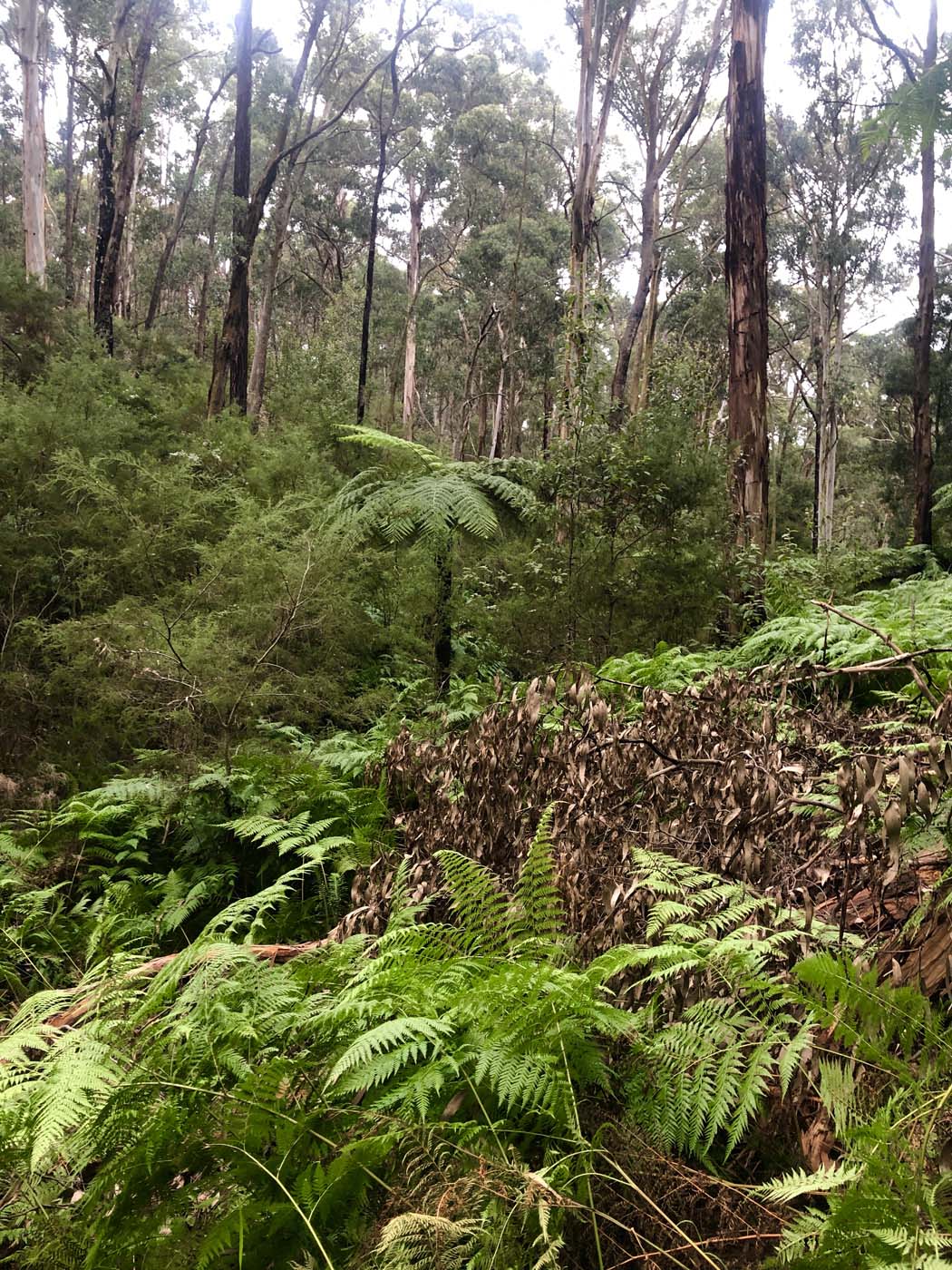 Blue gum loop hike (13)