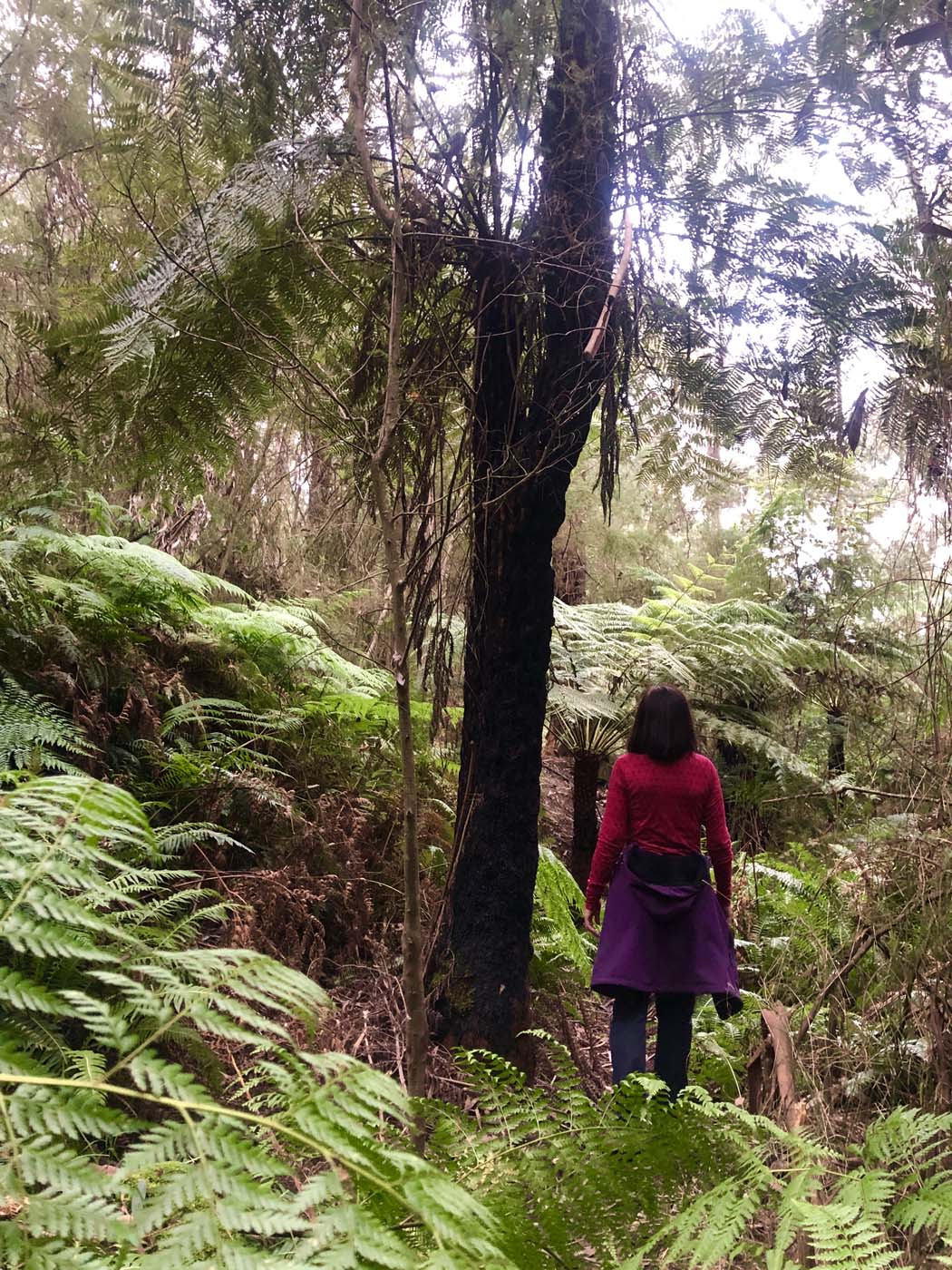 Blue gum loop hike (15)