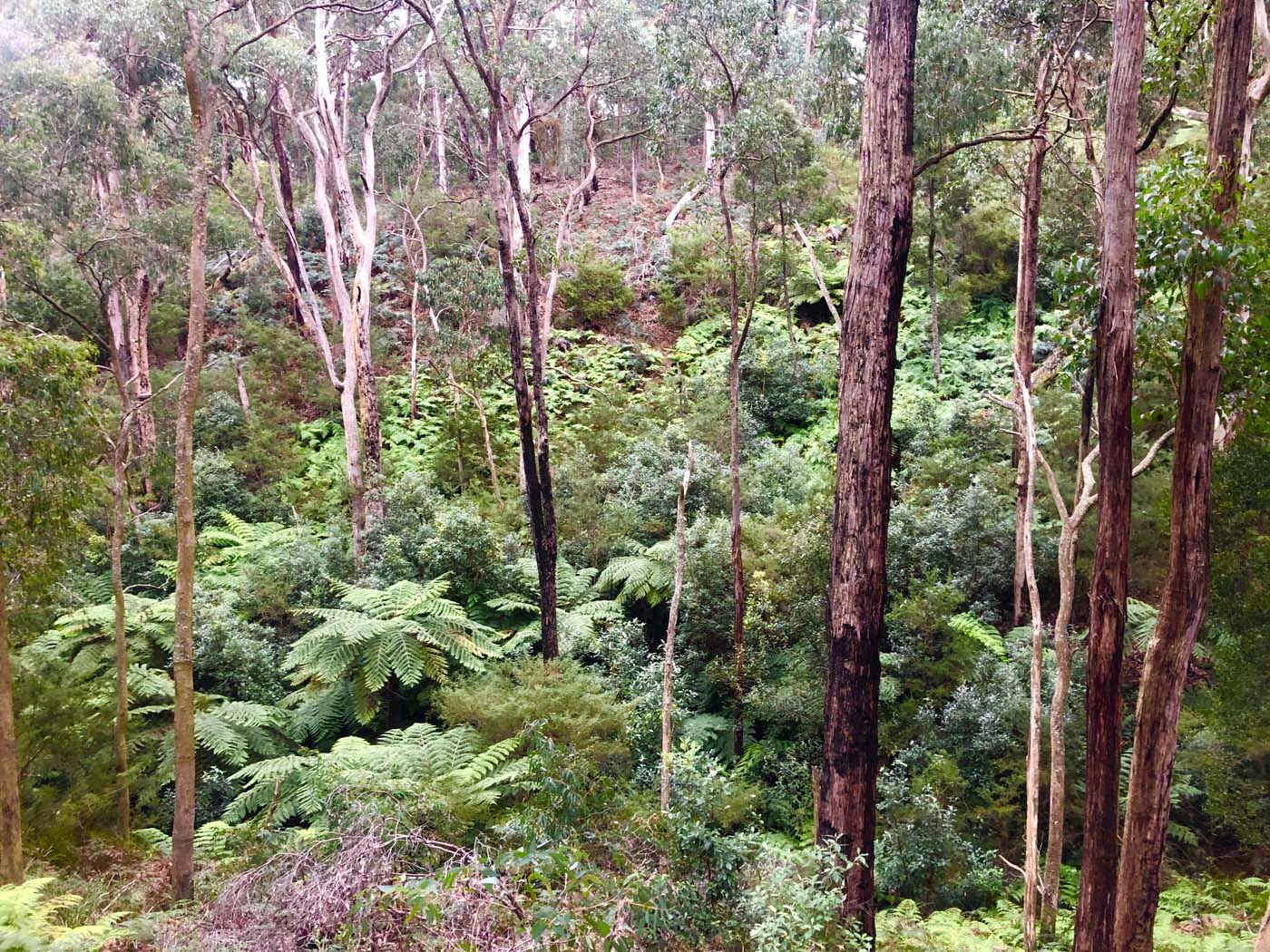 Blue gum loop hike (16)