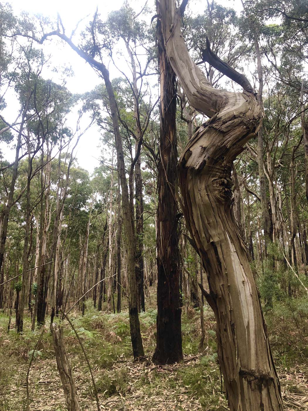 Blue gum loop hike (17)