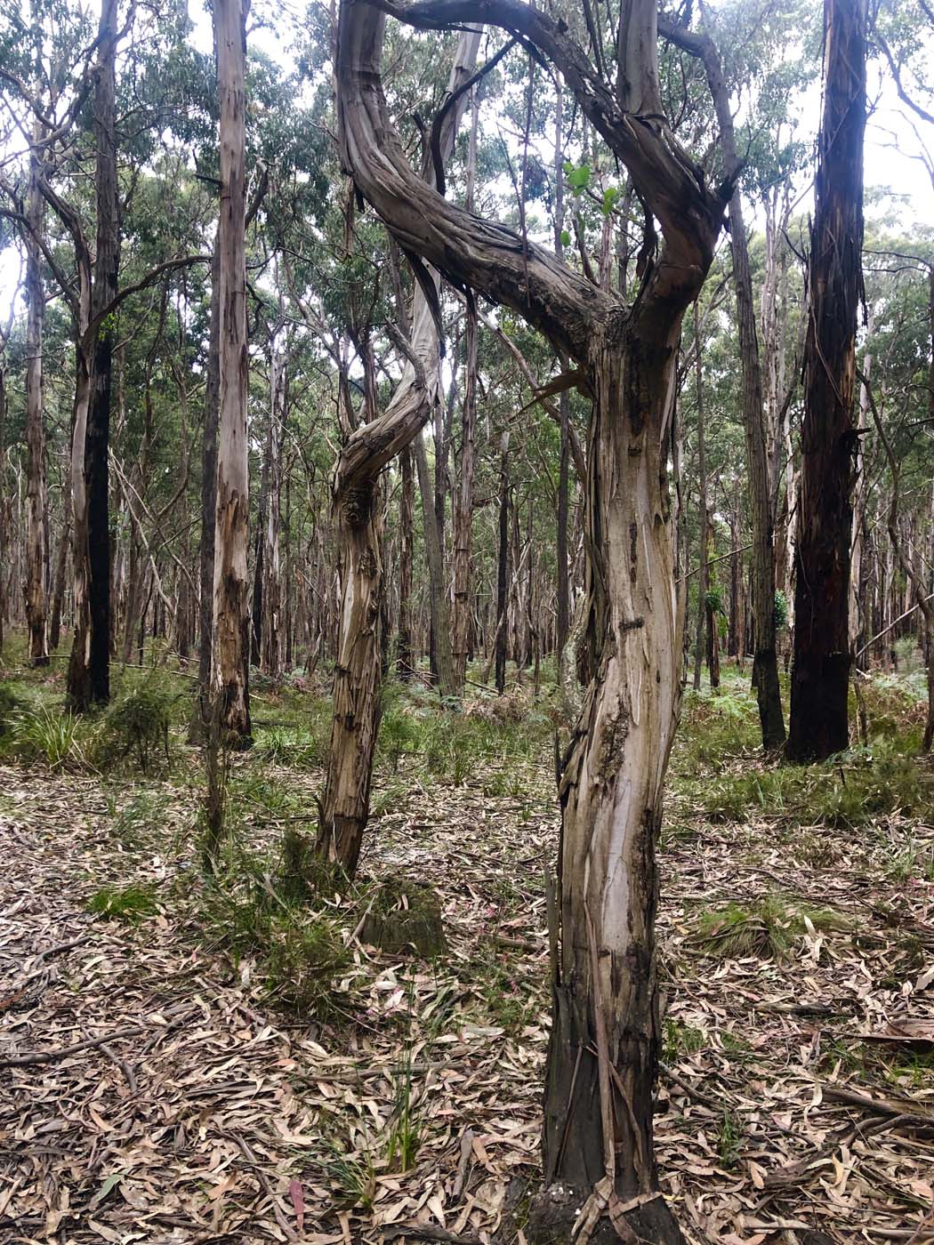 Blue gum loop hike (18)