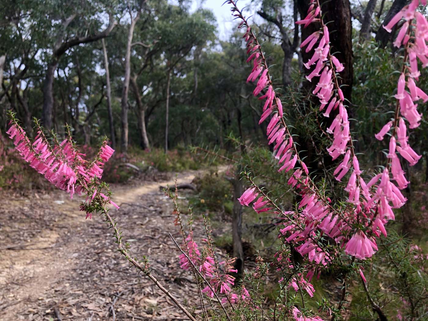 Blue gum loop hike (19)
