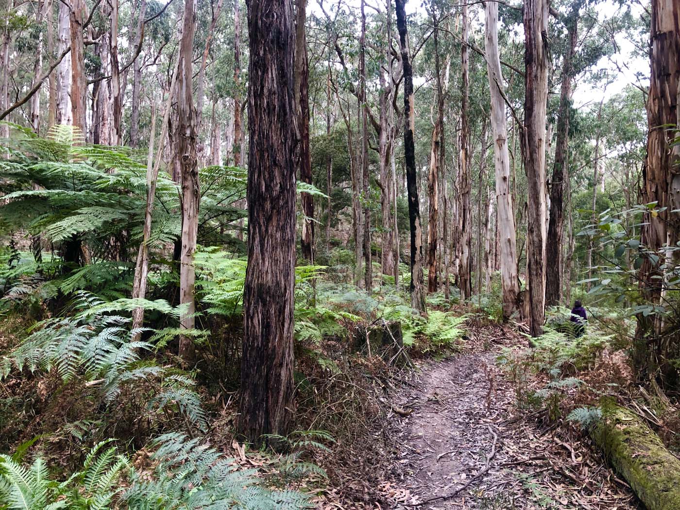 Blue gum loop hike (2)