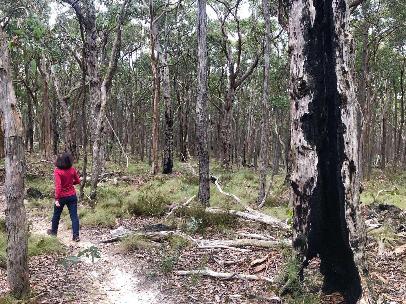 Blue gum loop hike (20)