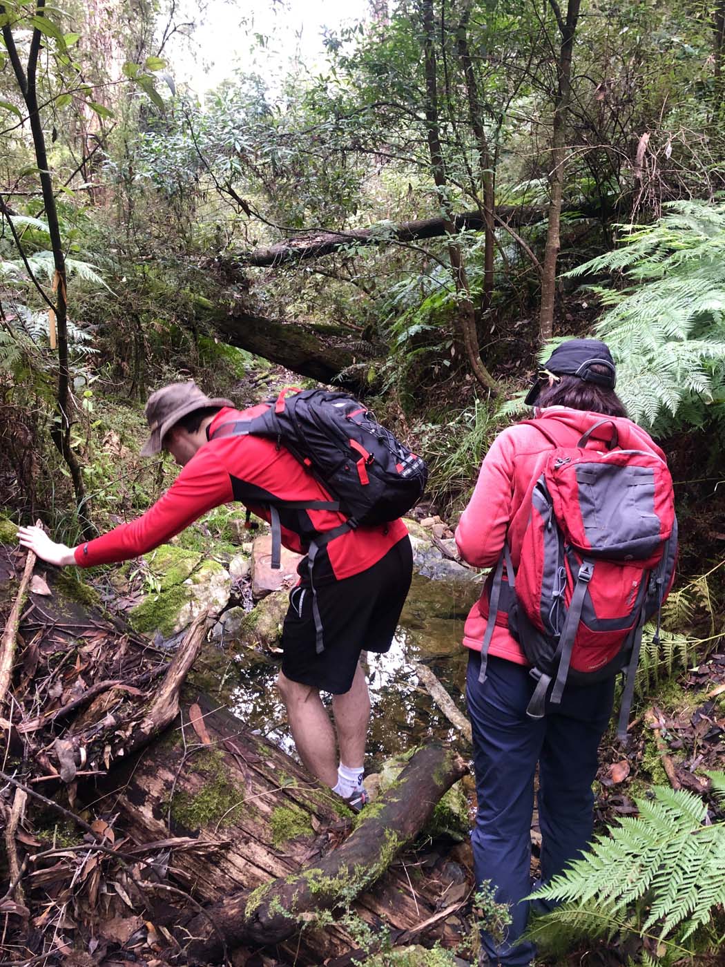 Blue gum loop hike (21)