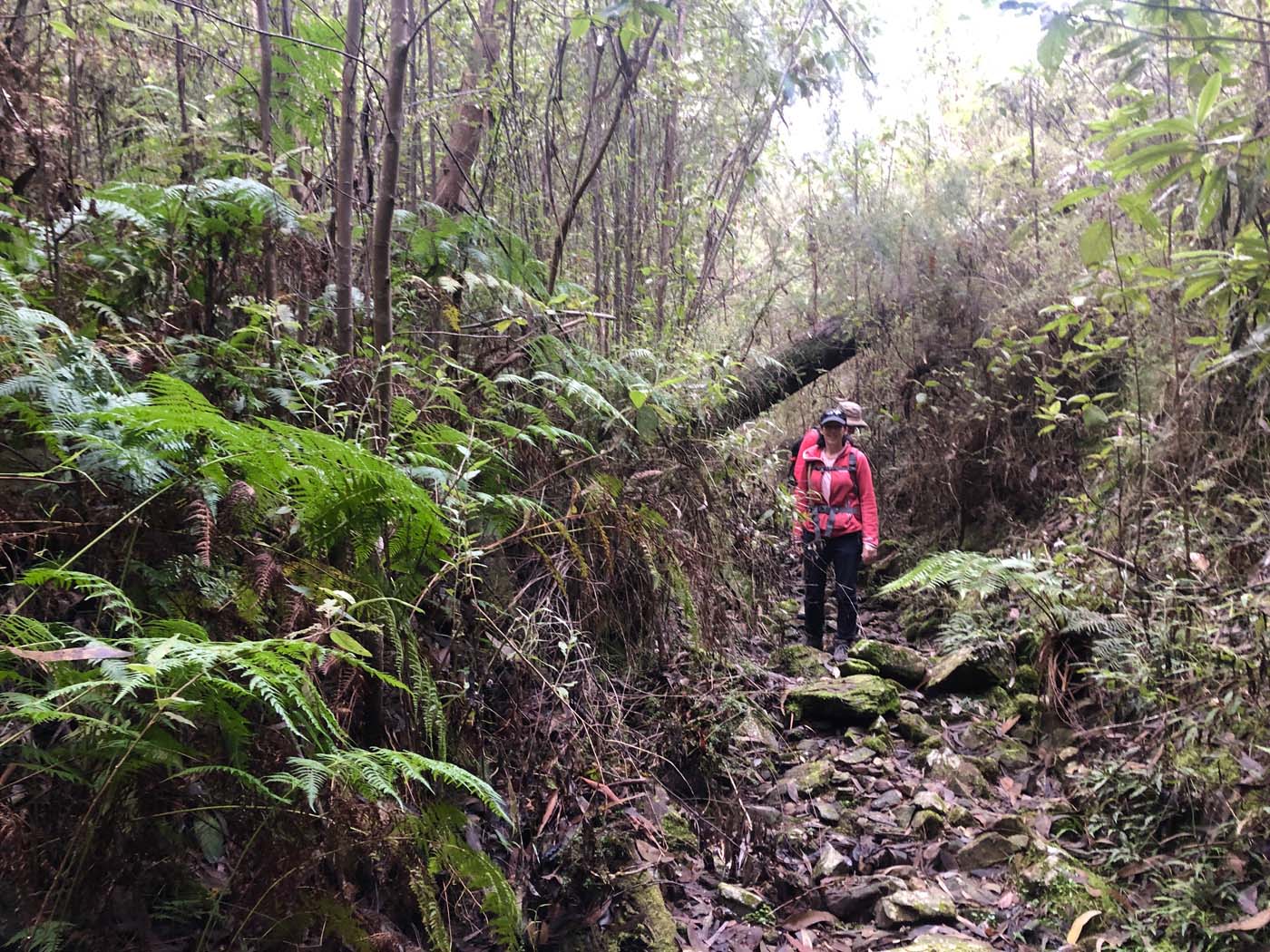 Blue gum loop hike (22)