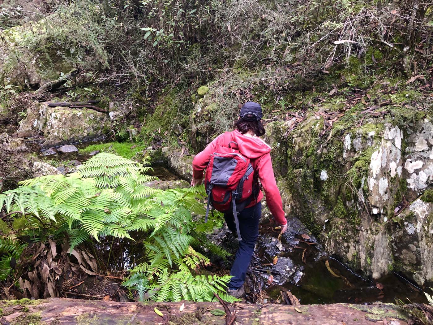 Blue gum loop hike (23)