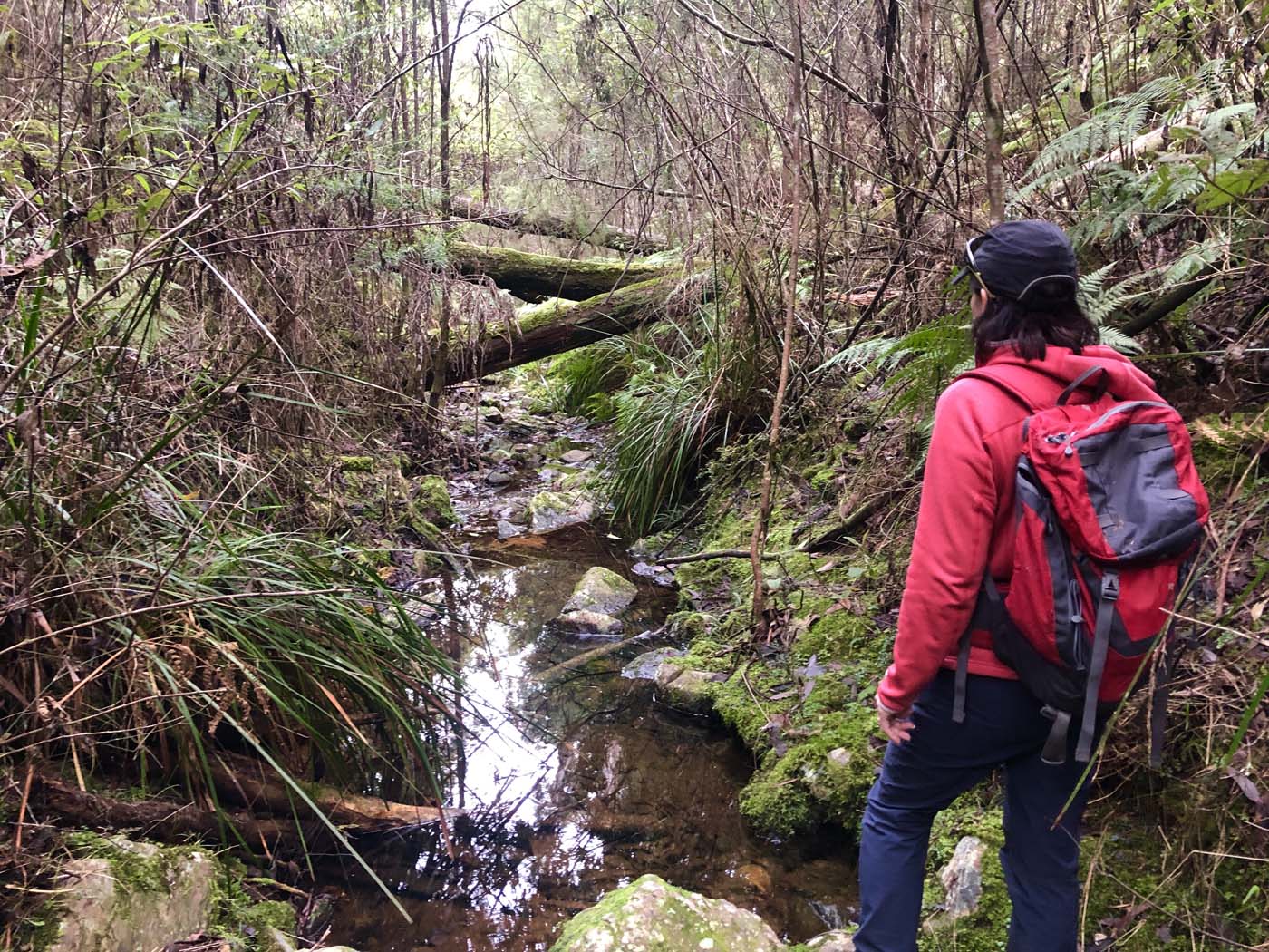 Blue gum loop hike (24)