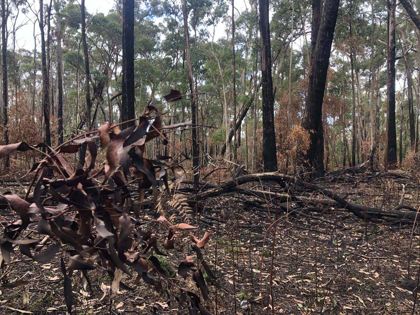 Blue gum loop hike (26)